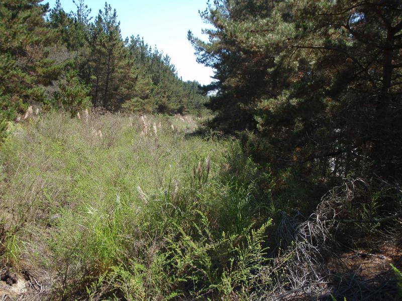 Highway 1 Easement Before
